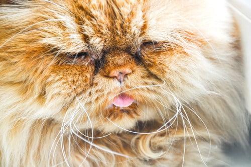 kedilerde üst solunum yolu enfeksiyonu (Kedi gribi)