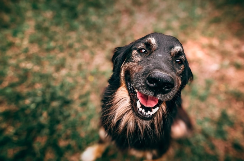 Köpekler Hakkında Yanlış Bildiklerimiz Kadıköy Acil Veteriner Hizmeti