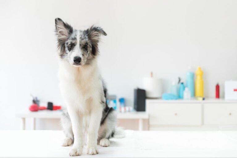 köpeğim ishal ve kusuyor
