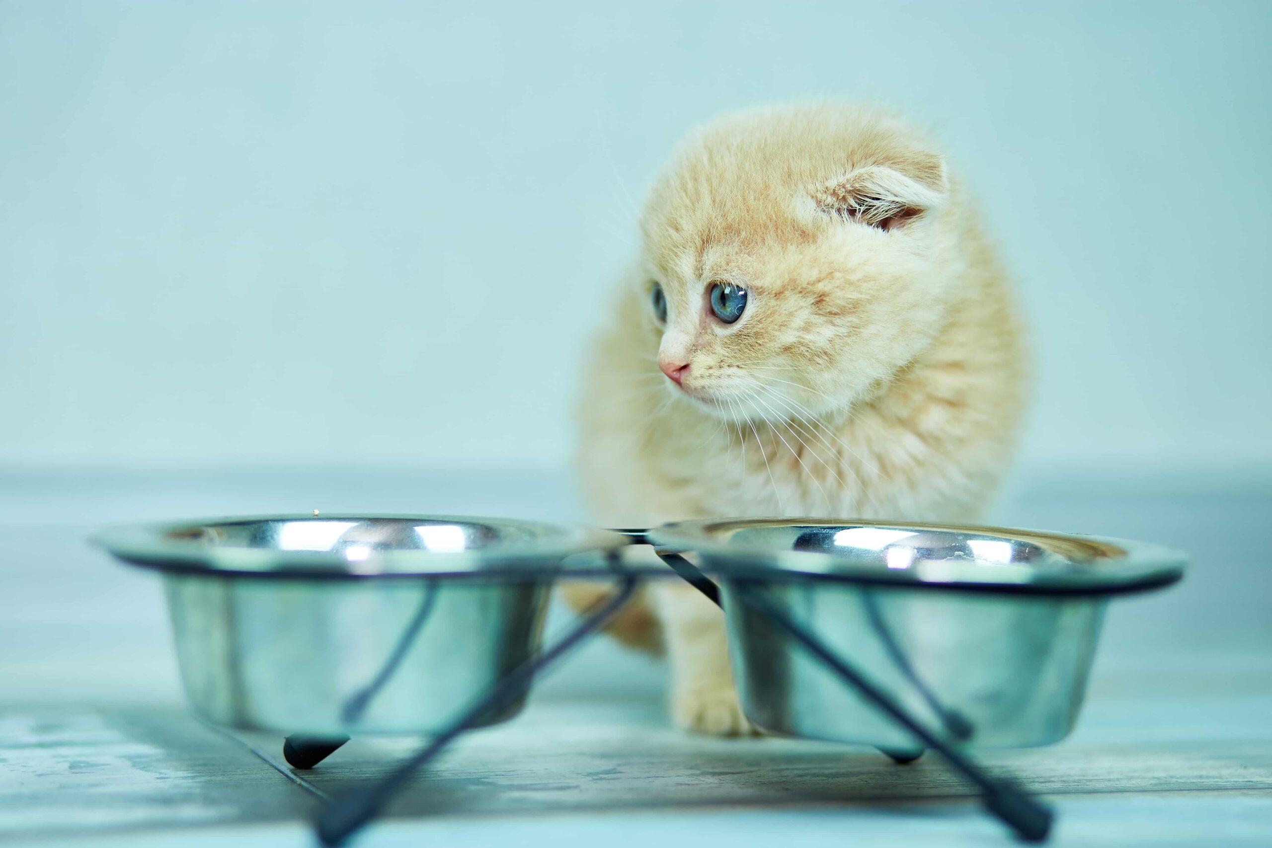 Kedim Yemek Yemiyor Kedilerde Istahsizlik Nedenleri