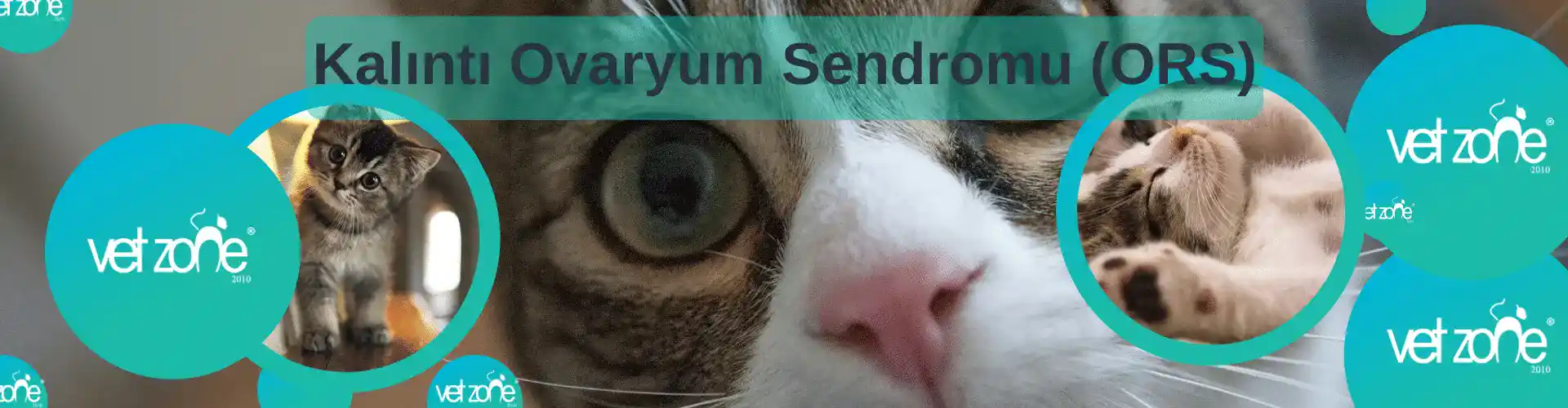 Kedi ve Köpeklerde Kalıntı Ovaryum (ORS)