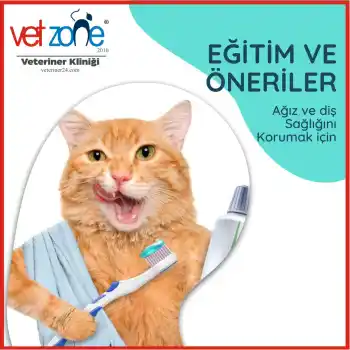 evde kedi köpek diş fırçalama