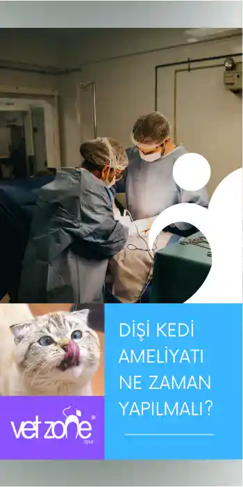 DISI-KEDI-AMELIYATI-NE-ZAMAN-YAPILIR Dişi kedi ameliyatı ne zaman yapılmalı