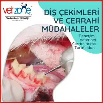 köpek diş çekimi veteriner