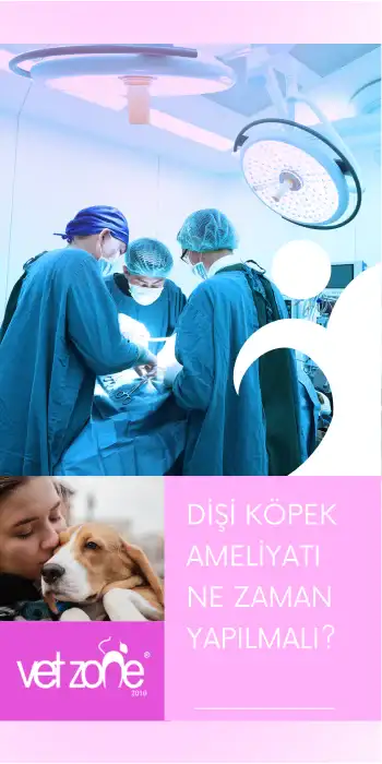 Disi-Kopek-Ameliyati-Ne-zaman-Yapilmali Disi-Kopek-Ameliyati-Ne-zaman-Yapilmali