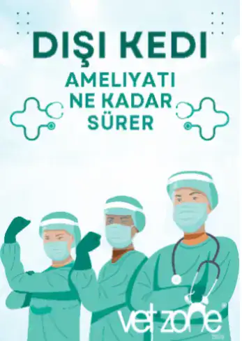 Dişi kedi kısırlaştırma ameliyatı ne kadar sürer Dişi kedi kısırlaştırma ameliyatı ne kadar sürer