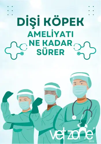 Disi-kopek-kisirlastirma-ameliyati-ne-kadar-surer- Disi-kopek-kisirlastirma-ameliyati-ne-kadar-surer-