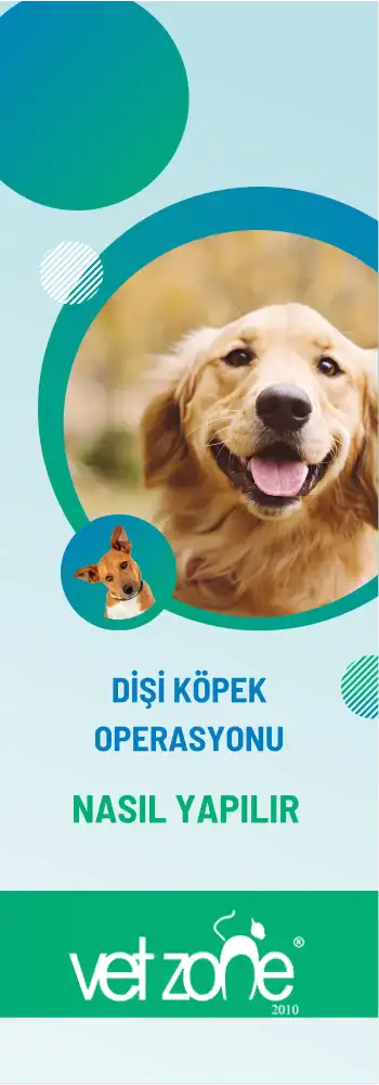 Disi-kopek-kisirlastirma-nasil-yapilir Disi-kopek-kisirlastirma-nasil-yapilir