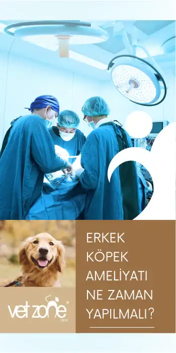 ERKEK-KOPEK-AMELIYATI Erkek Köpek Ameliyatı (Orşiektomi) Ne zaman Yapılmalı?