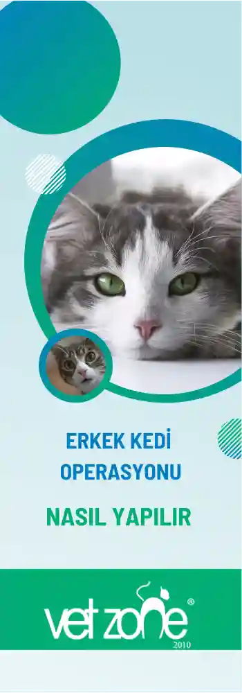 erkek kedi kısırlaştırma ameliyatı nasıl yapılır
