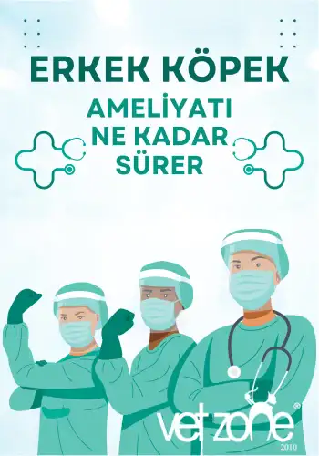 Erkek-kopek-kisirlastirma-ameliyati-ne-kadar-surer Erkek köpek kısırlaştırma ameliyatı ne kadar sürer?