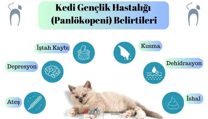 Kedi Gençlik Hastalığı (Panlökopeni) Belirtileri