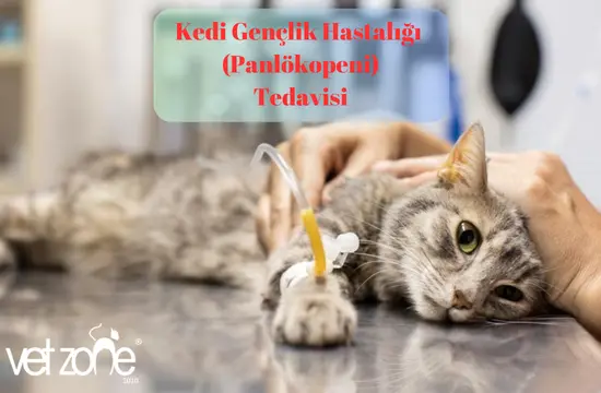 Kedi Gençlik Hastalığı (Panlökopeni) Tedavisi