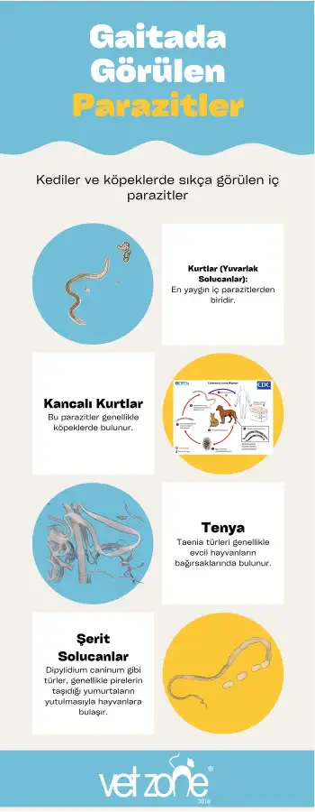 Kediler-ve-kopeklerde-sikca-gorulen-ic-parazitler- Gaitada Görülen Parazitler