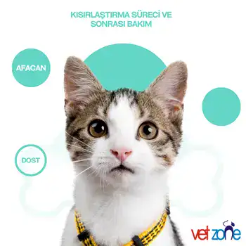 Kisirlastirma-2 Kısırlaştırma Süreci ve Sonrası Bakım