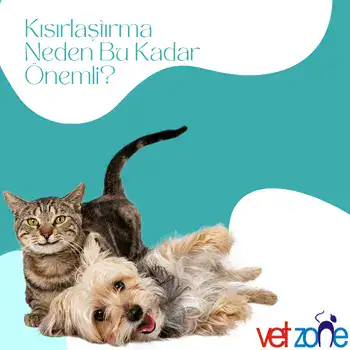Kisirlastirma Kısırlaştırma, Neden Bu Kadar Önemlidir?