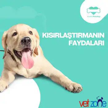 Kisirlastirma1 Kısırlaştırmanın Faydaları Nelerdir
