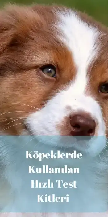 Kopeklerde-Kullanilan-Hizli-Test-Kitleri Köpeklerde Kullanılan Hızlı Test Kitleri Nelerdir?
