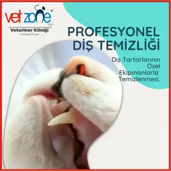 kedi diş taşı temizliği detertraj