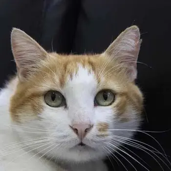 Vet Zone Kadıköy veteriner kliniği - klinik kedisi Çapak
