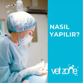 disi-kedi-ameliyati-nasil-yapilir dişi kedi ameliyatı nasıl yapılır