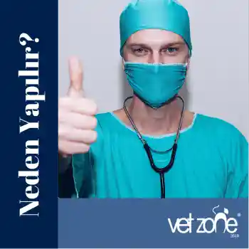disi-kedi-ameliyati-neden-yapilir Dişi Kedi Kısırlaştırma Neden Yapılır