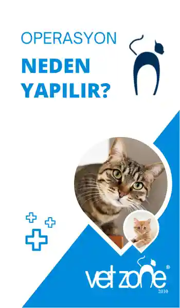 erkek kedi ameliyatı neden yapılır