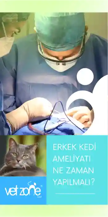 Erkek Kedi Ameliyatı (Orşiektomi) Ne zaman Yapılmalı