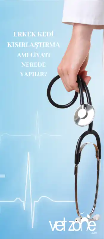 Erkek kedi kısırlaştırma ameliyatı nerede yapılır