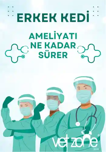 Erkek kedi kısırlaştırma ameliyatı ne kadar sürer