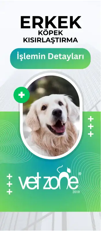 erkek-kopek-ameliyati-vetzone Erkek Köpek Kısırlaştırma
(Orşiektomi)