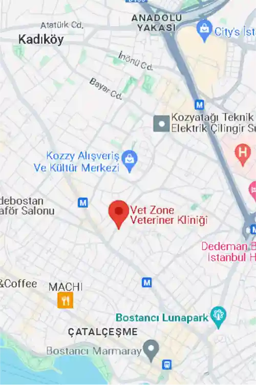 Veteriner Nedir?