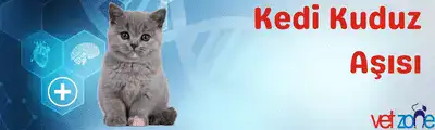 kedi kuduz aşıssı