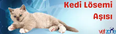 Kedi lösemi aşısı
