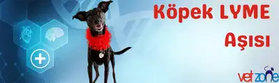köpek lyme aşısı köpek lyme aşısı