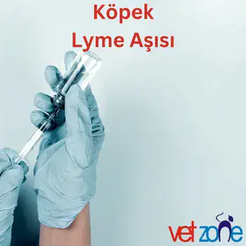 Köpek Lyme aşısının genellikle iyi tolere edilen bir aşı olduğunu belirtmeme rağmen, her aşıda olduğu gibi nadir durumlarda yan etkilere neden olabilir.