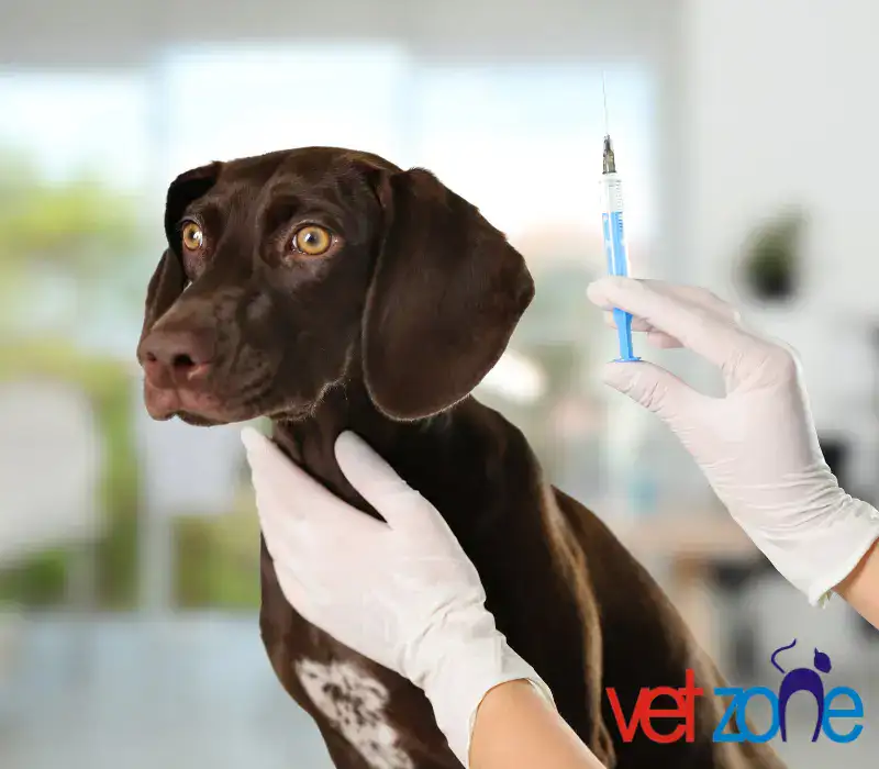 veteriner ası 4 Aşı Programlama
