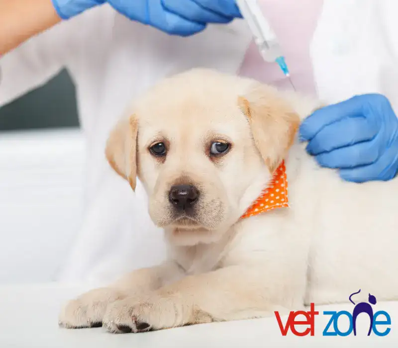 veteriner ası1 Aşı Programlama