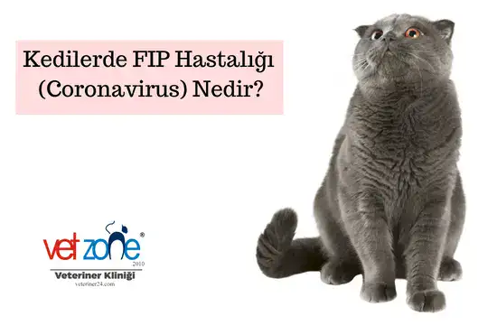 Kedilerde FIP Hastalığı (Coronavirus) Nedir?
