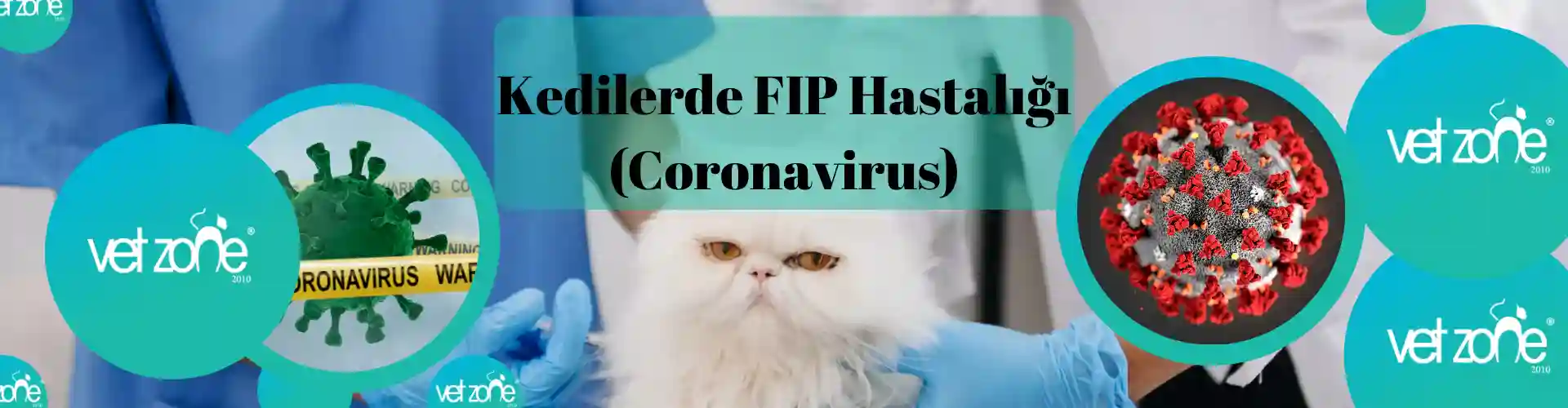 Kedilerde FIP Hastalığı (Coronavirus) Nedir?