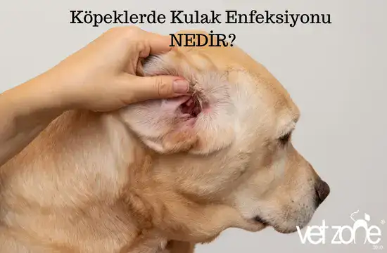 Köpeklerde Kulak Enfeksiyonu Nedir?